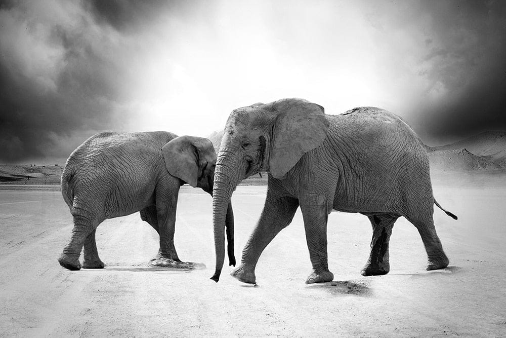 Canvanation 50x70CM Poster Avec 2 Elephants