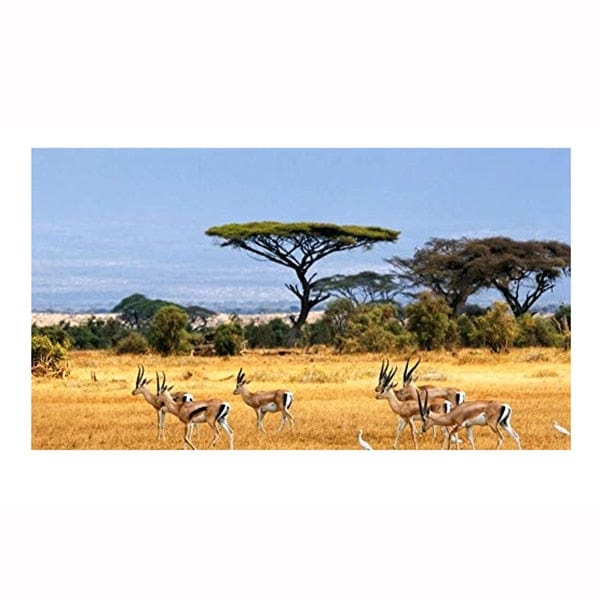 Canvanation 40x60cm Affiche Avec Arbre Savane En Afrique