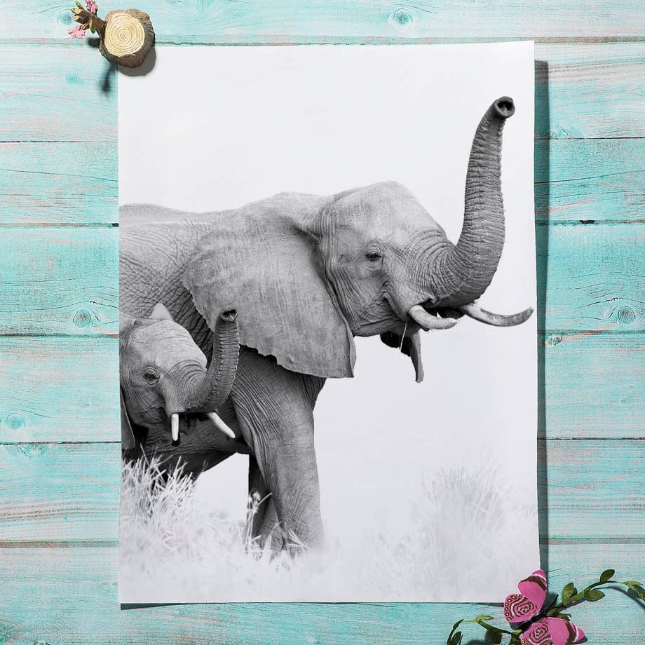 Canvanation Affiche Elephant Noir Et Blanc