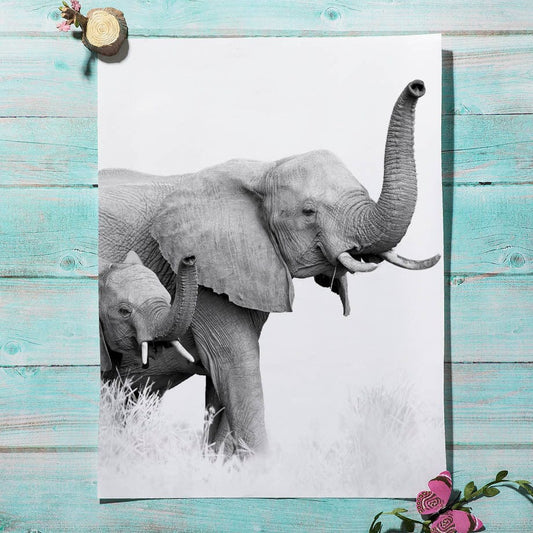 Canvanation Affiche Elephant Noir Et Blanc