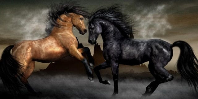 Canvanation 0 30x60cm / A Toile Cheval Noir Et Blanc