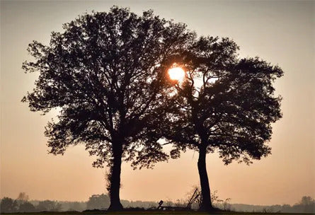 Quelle est la signification de l'arbre de vie ?