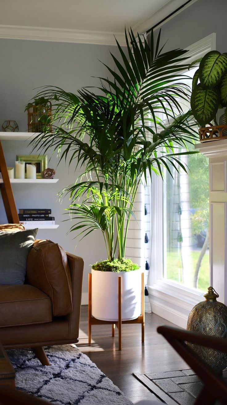 Les Plantes d'Intérieur : Guide de Sélection et d'Entretien