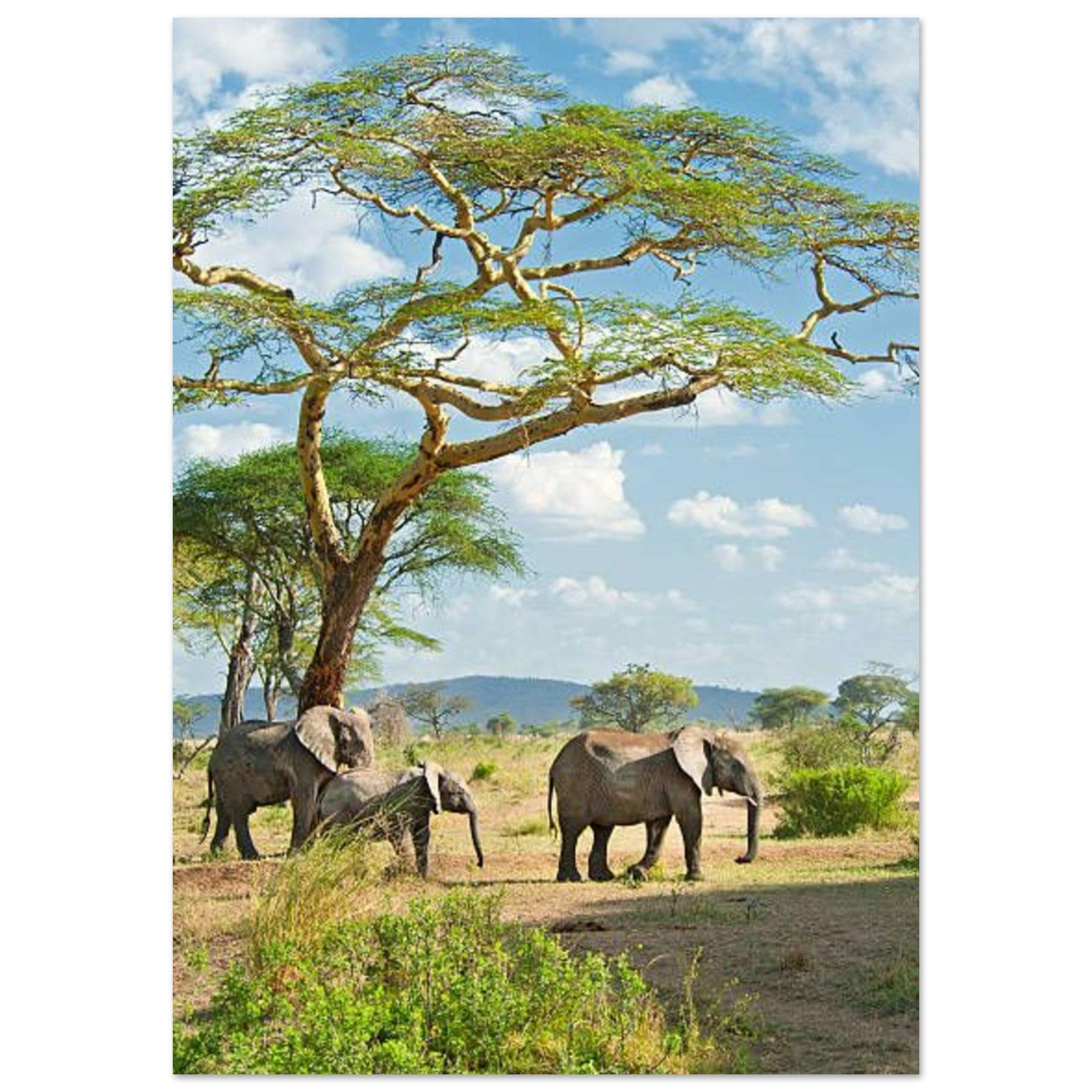 Gelato Print Material A1 (59.4 x 84.1  cm) Affiche savane africaine