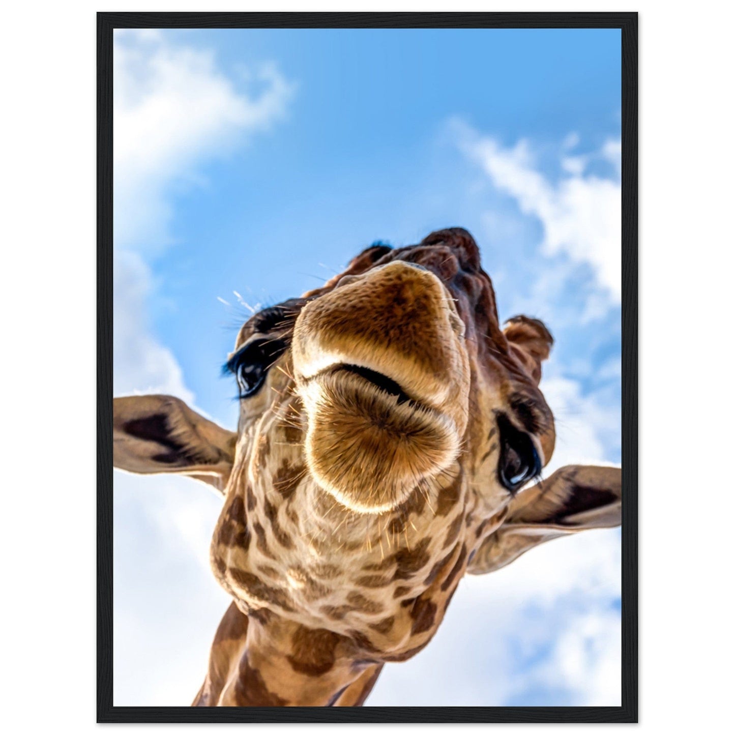 Tableau Girafe Couleur - Canvanation