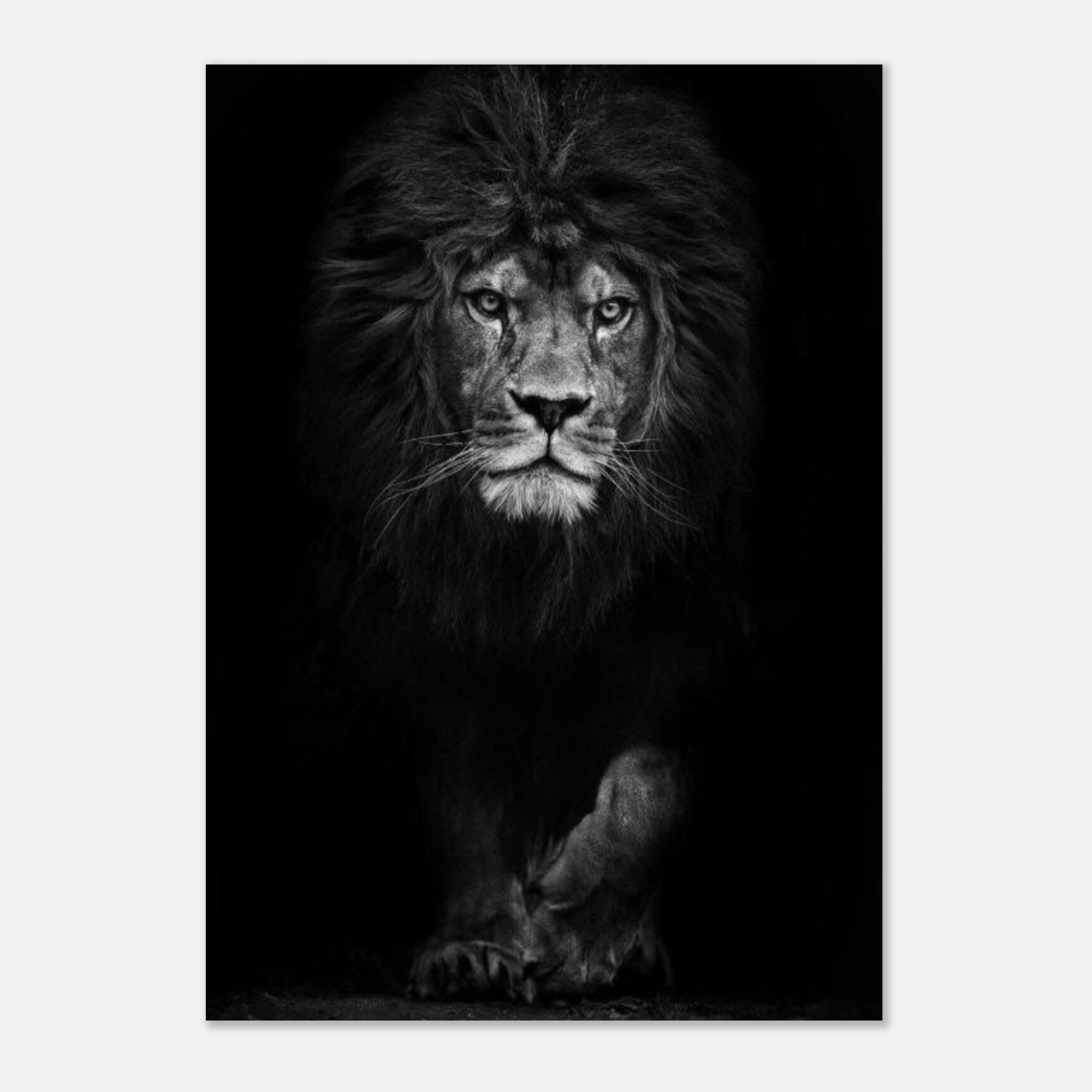 Canvanation Print Material Poster Lion Noir Et Blanc