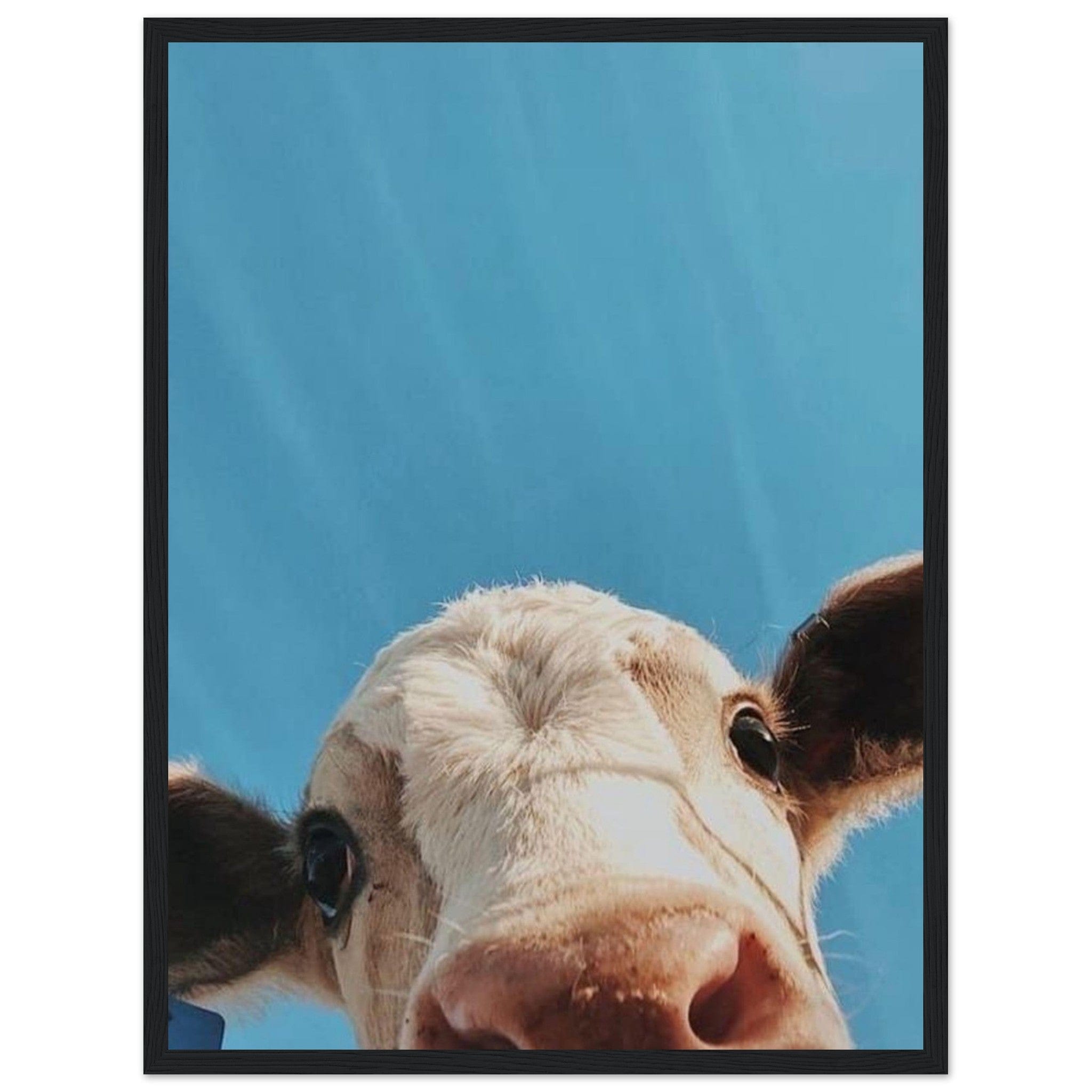 Canvanation Print Material 45x60 cm / 18x24″ Tableau Vache Highland