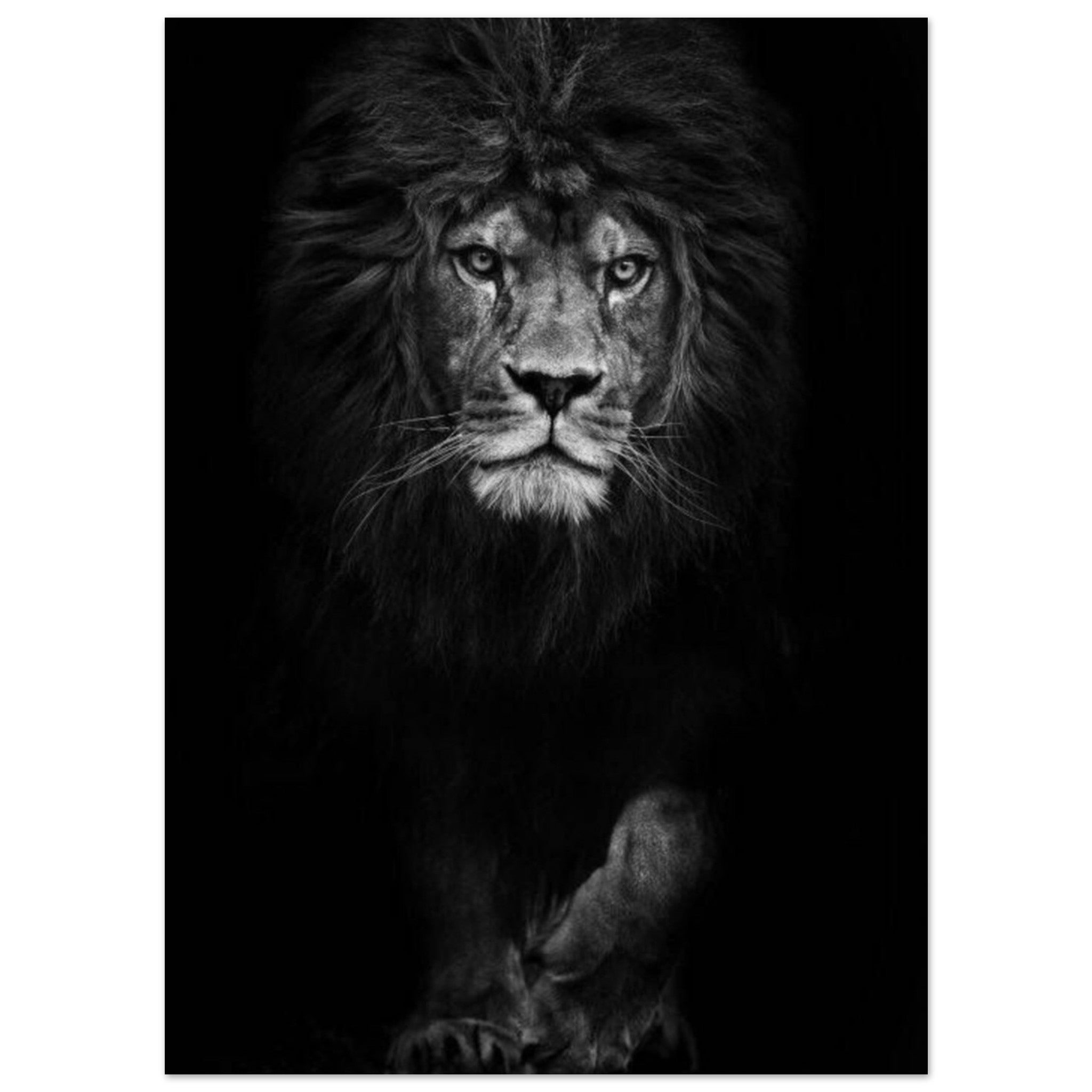 Canvanation Print Material 13x18 cm / 5x7″ Poster Lion Noir Et Blanc