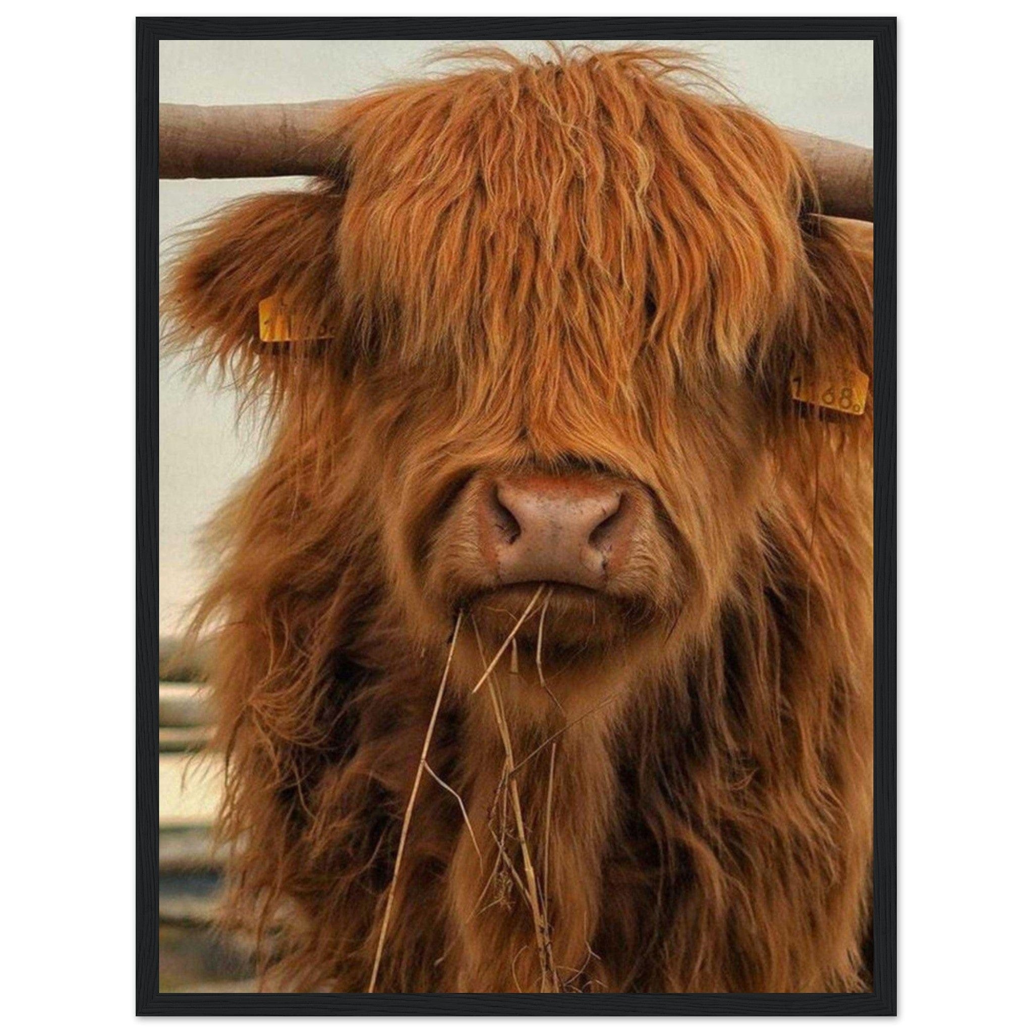 Canvanation Print Material Tableau Vache Highland