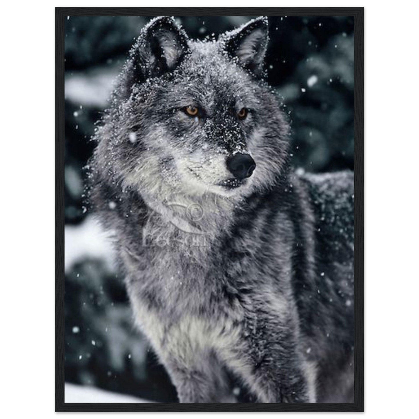 Tableau Loup Neige - Canvanation