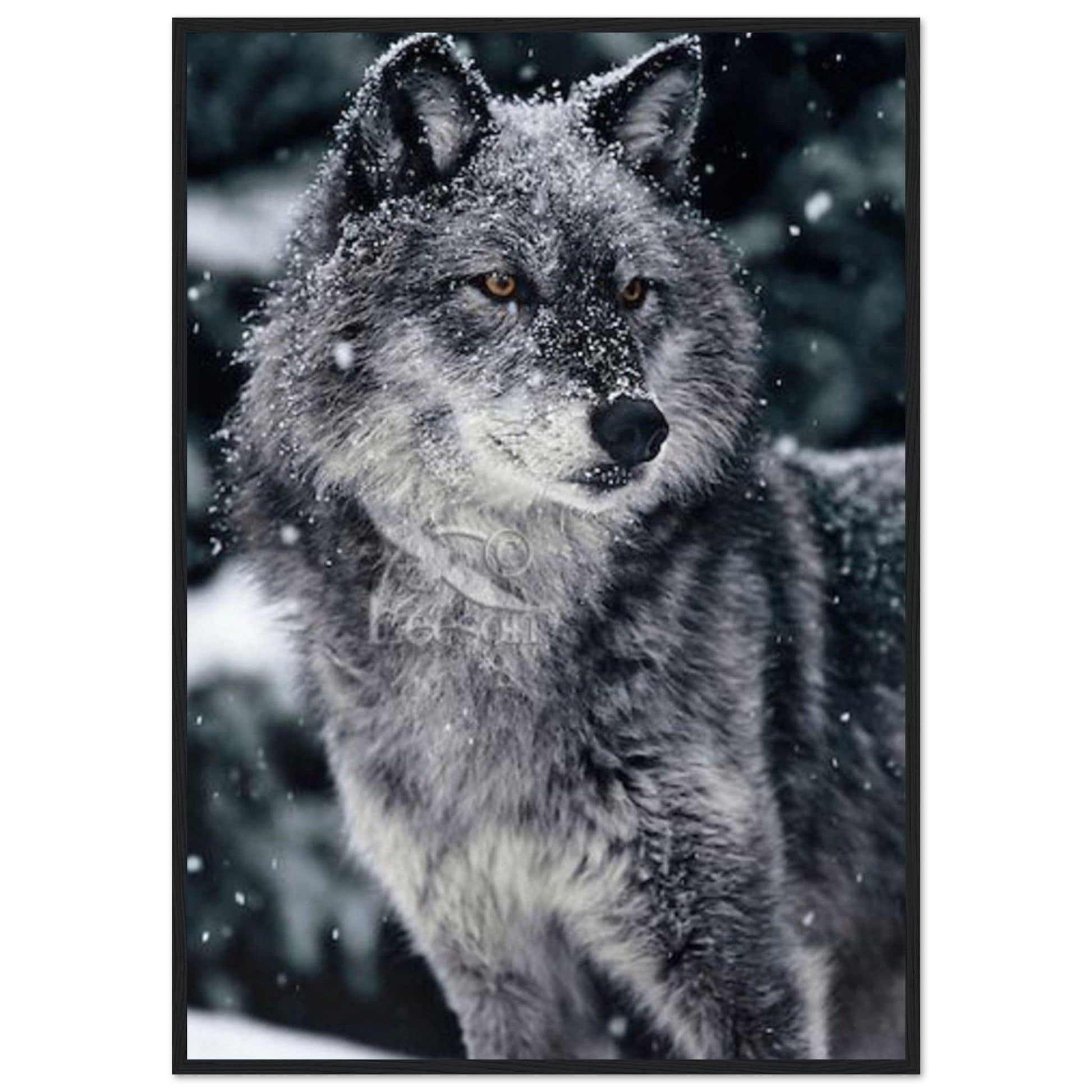 Tableau Loup Neige - Canvanation