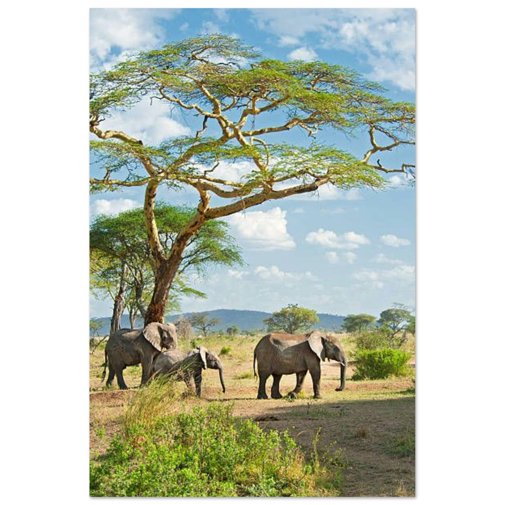 Gelato Print Material 60x90 cm / 24x36″ Affiche savane africaine