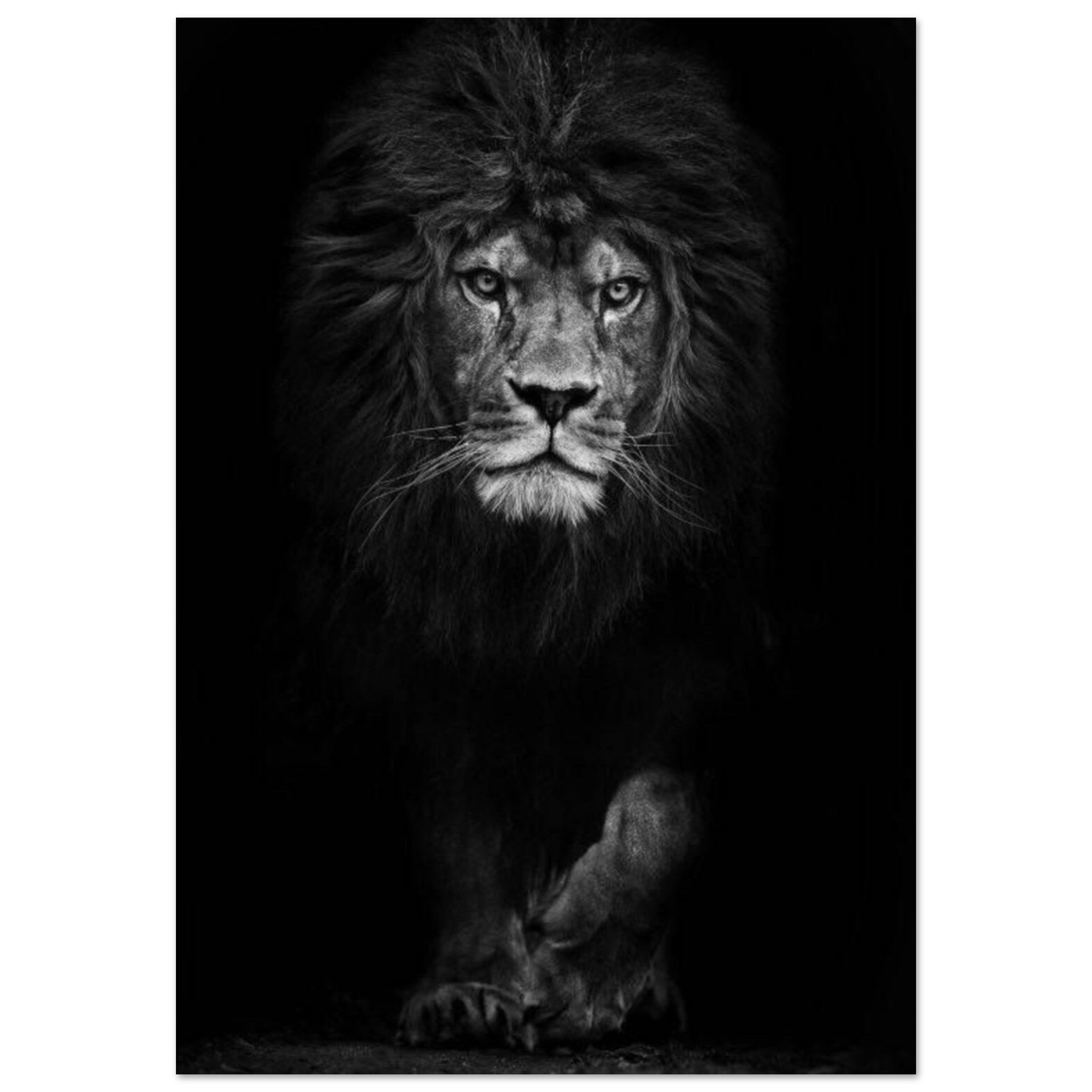 Canvanation Print Material 70x100 cm / 28x40″ Poster Lion Noir Et Blanc