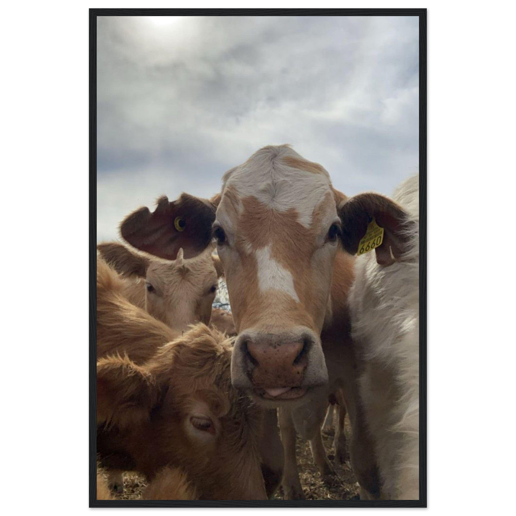 Canvanation Print Material 60x90 cm / 24x36″ Tableau Vache Dans Les Prés