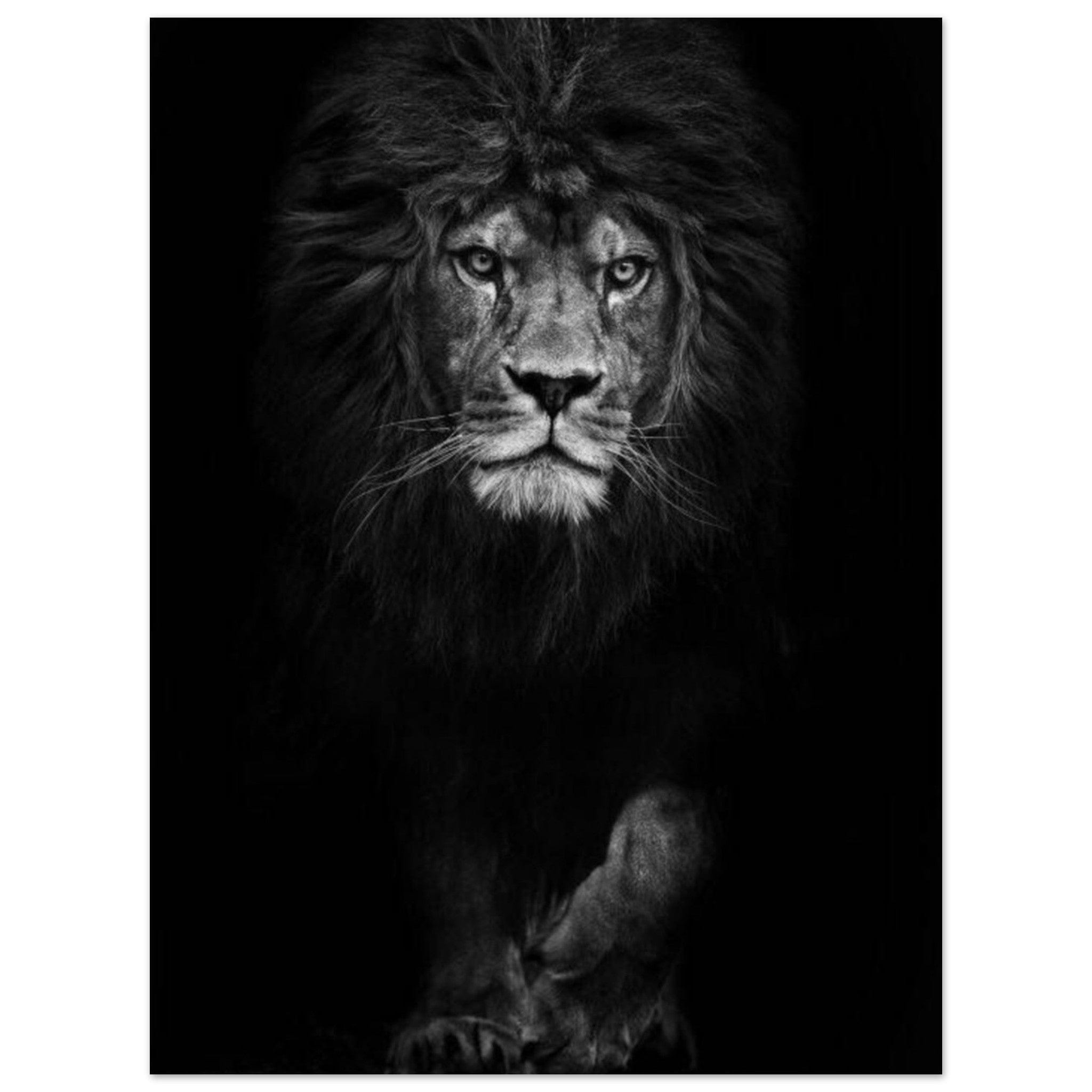 Canvanation Print Material 45x60 cm / 18x24″ Poster Lion Noir Et Blanc