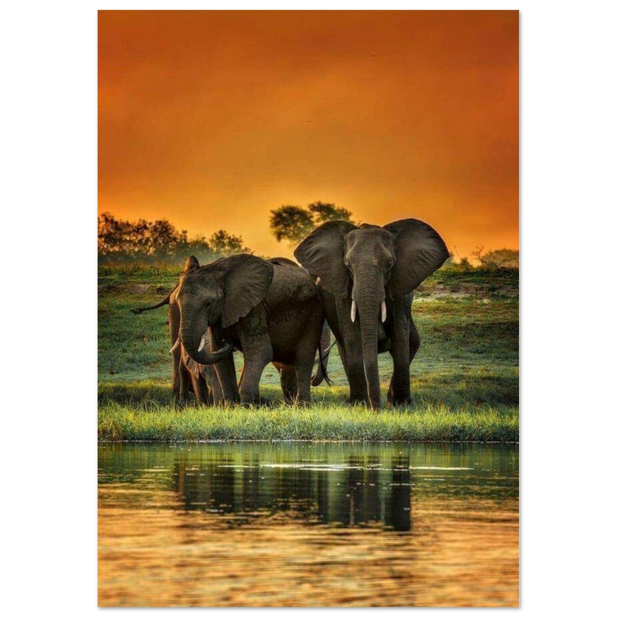 Gelato Print Material A1 (59.4 x 84.1  cm) Affiche Savane Africaine Elephant