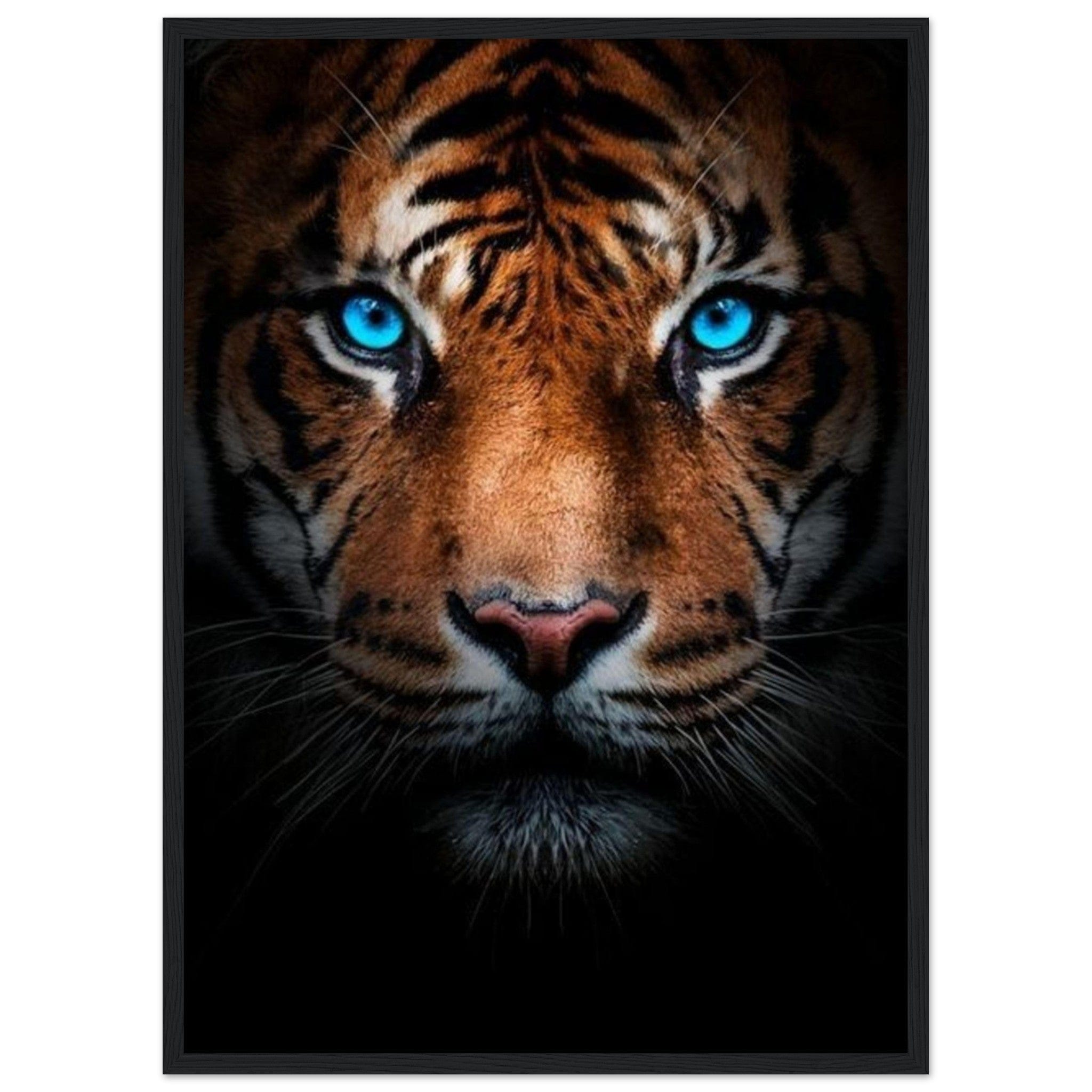 Tableau Tigre Yeux Bleu - Canvanation