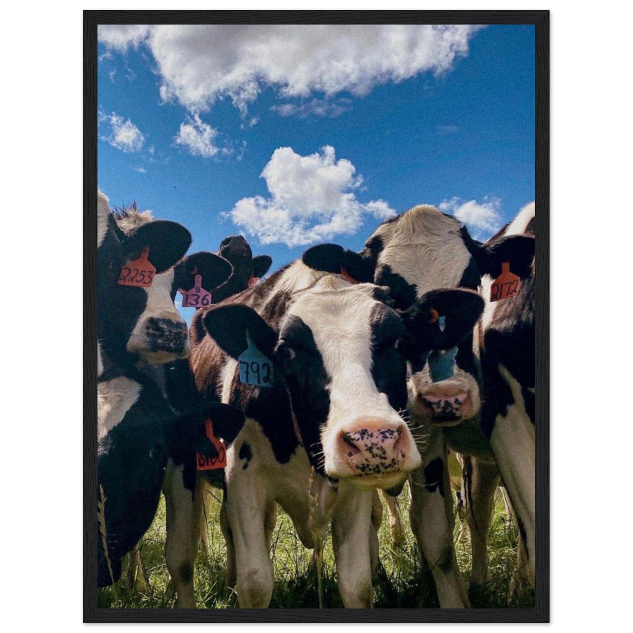 Canvanation Print Material 45x60 cm / 18x24″ Tableau Vache Noir Et Blanc