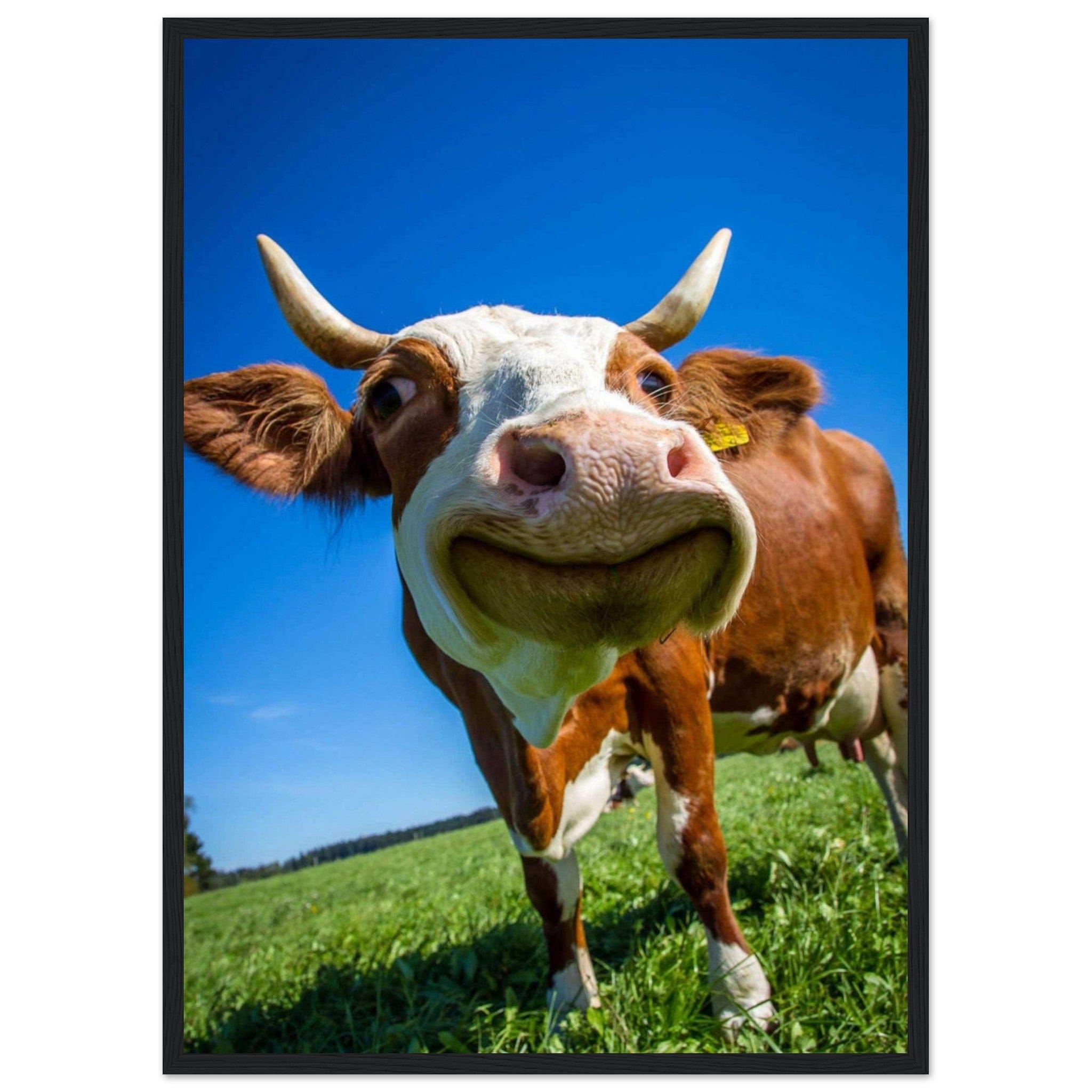 Canvanation Print Material 50x70 cm / 20x28″ Tableau Vache Rigolote