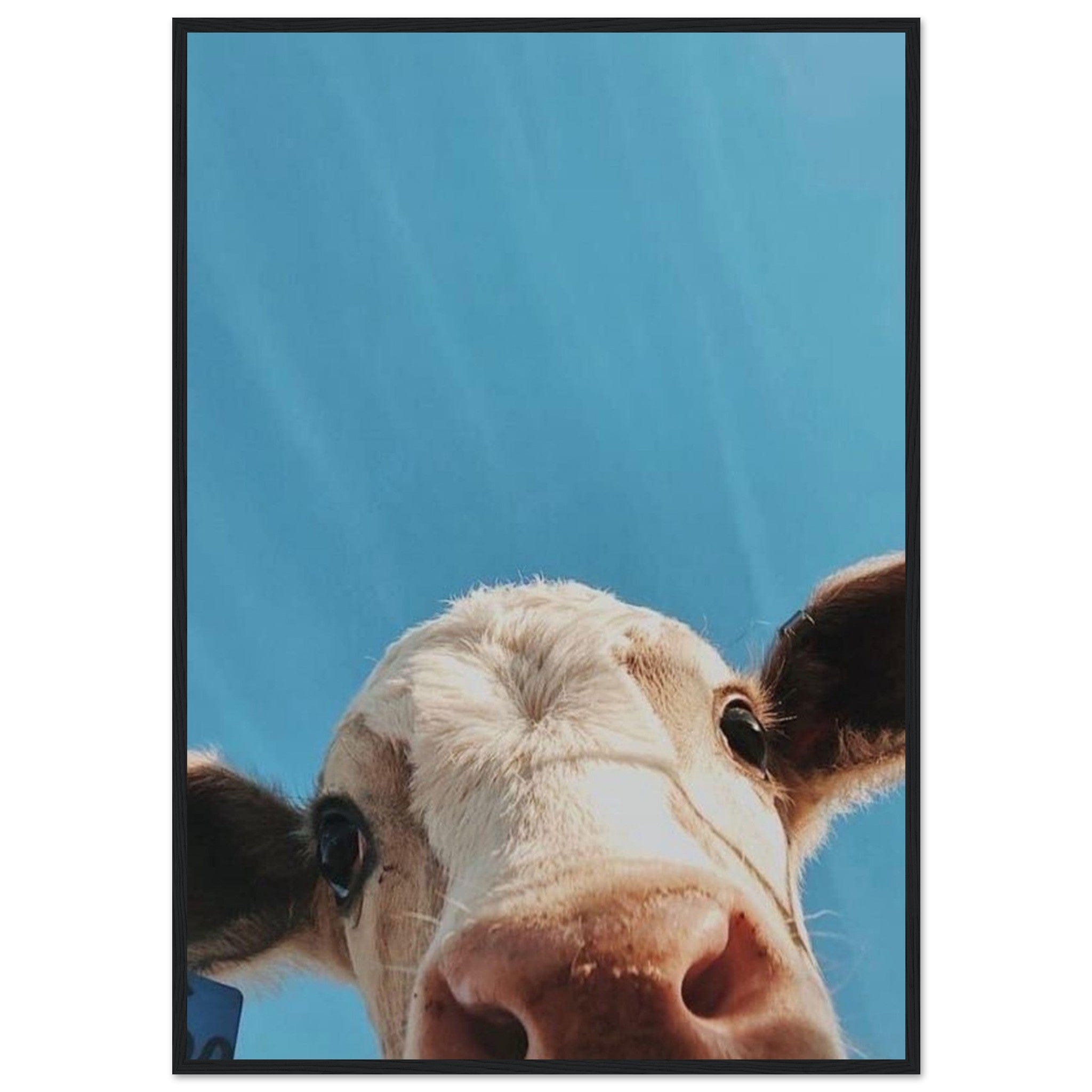 Canvanation Print Material 70x100 cm / 28x40″ Tableau Vache Highland