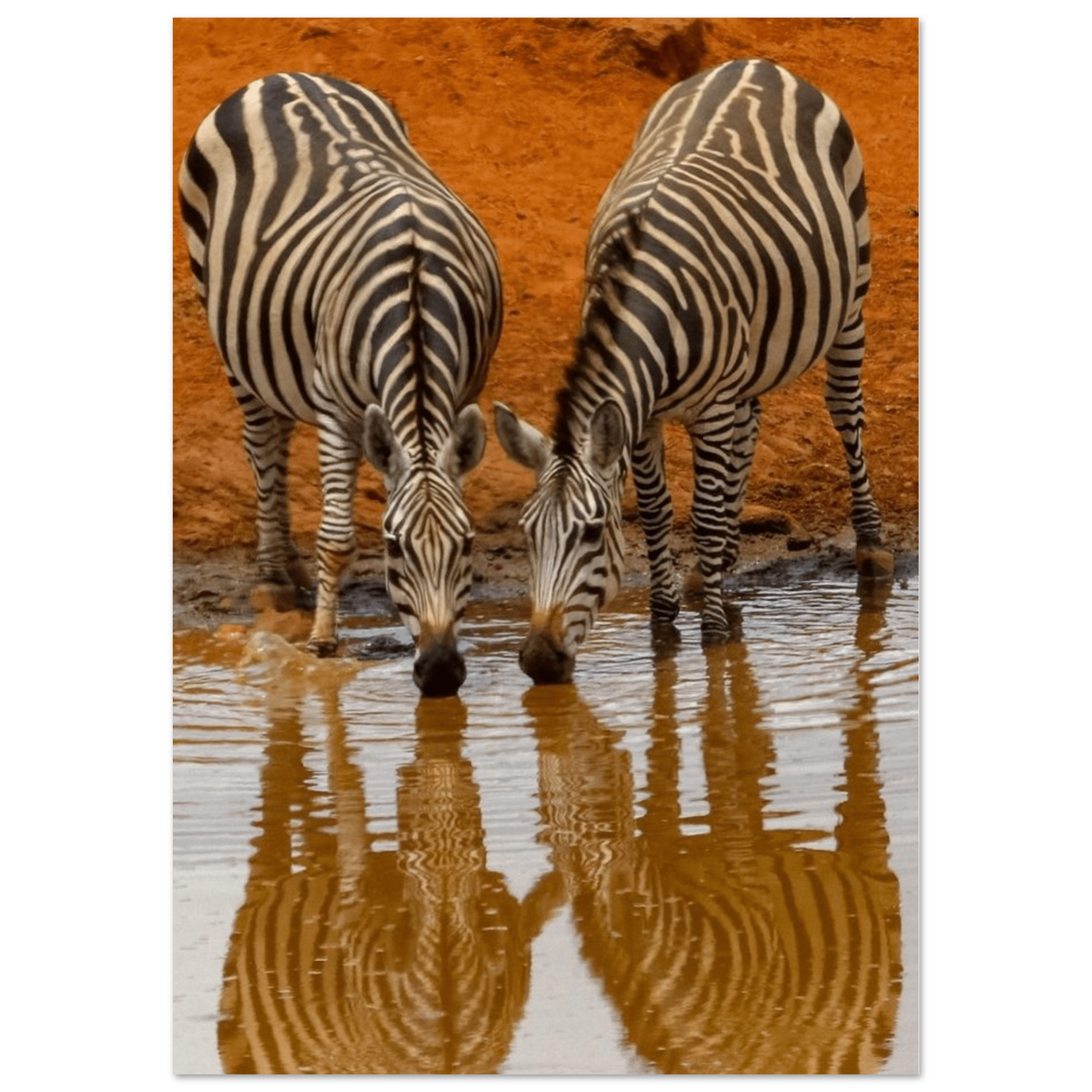 Gelato Print Material A1 (59.4 x 84.1  cm) Affiche Savane Africaine Zebres