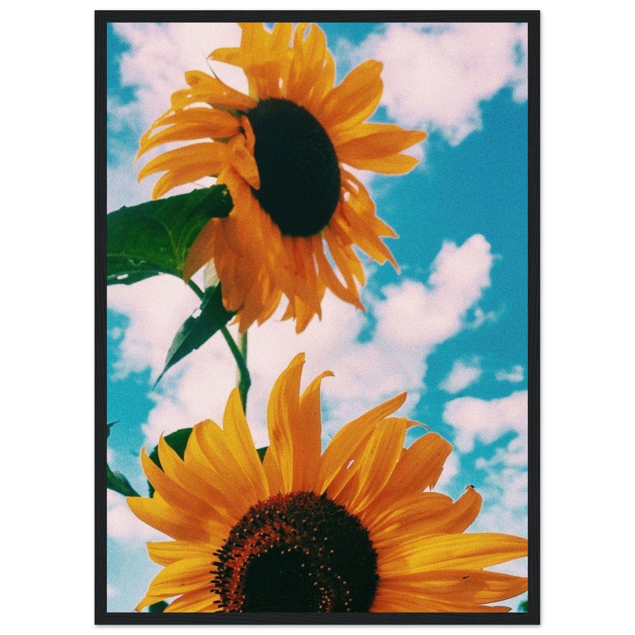 Gelato Print Material 50x70 cm / 20x28″ Tableau Tournesol