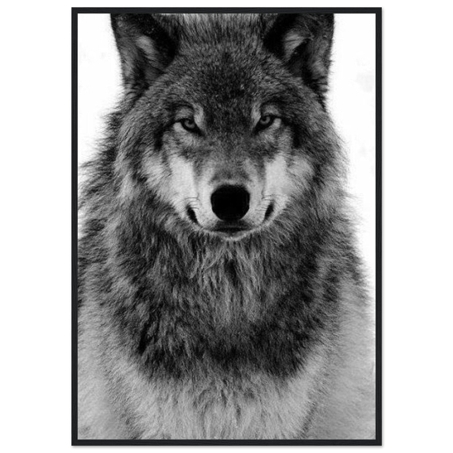 Tableau Loup Noir Et Blanc - Canvanation