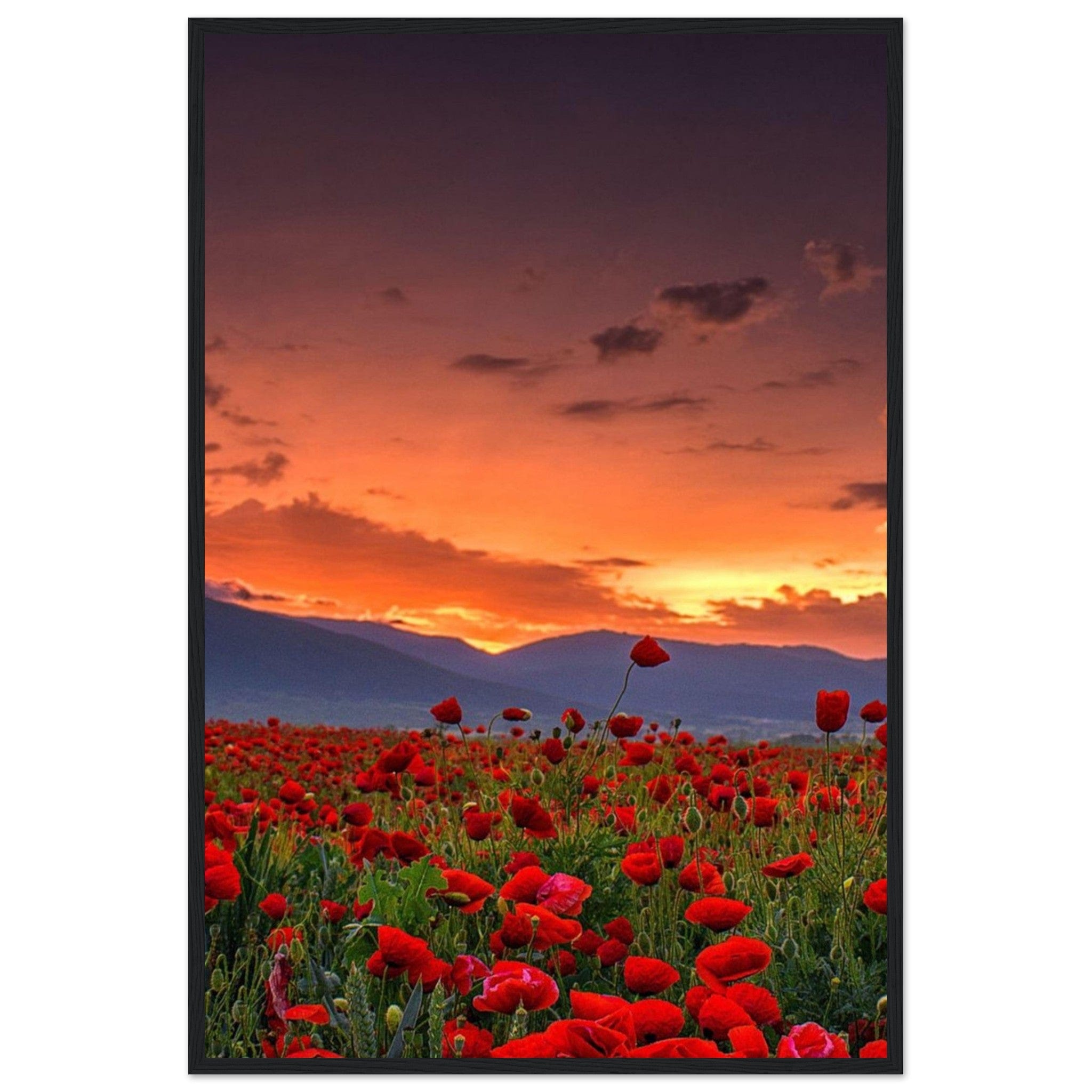 Canvanation Print Material Tableau Moderne Coquelicot