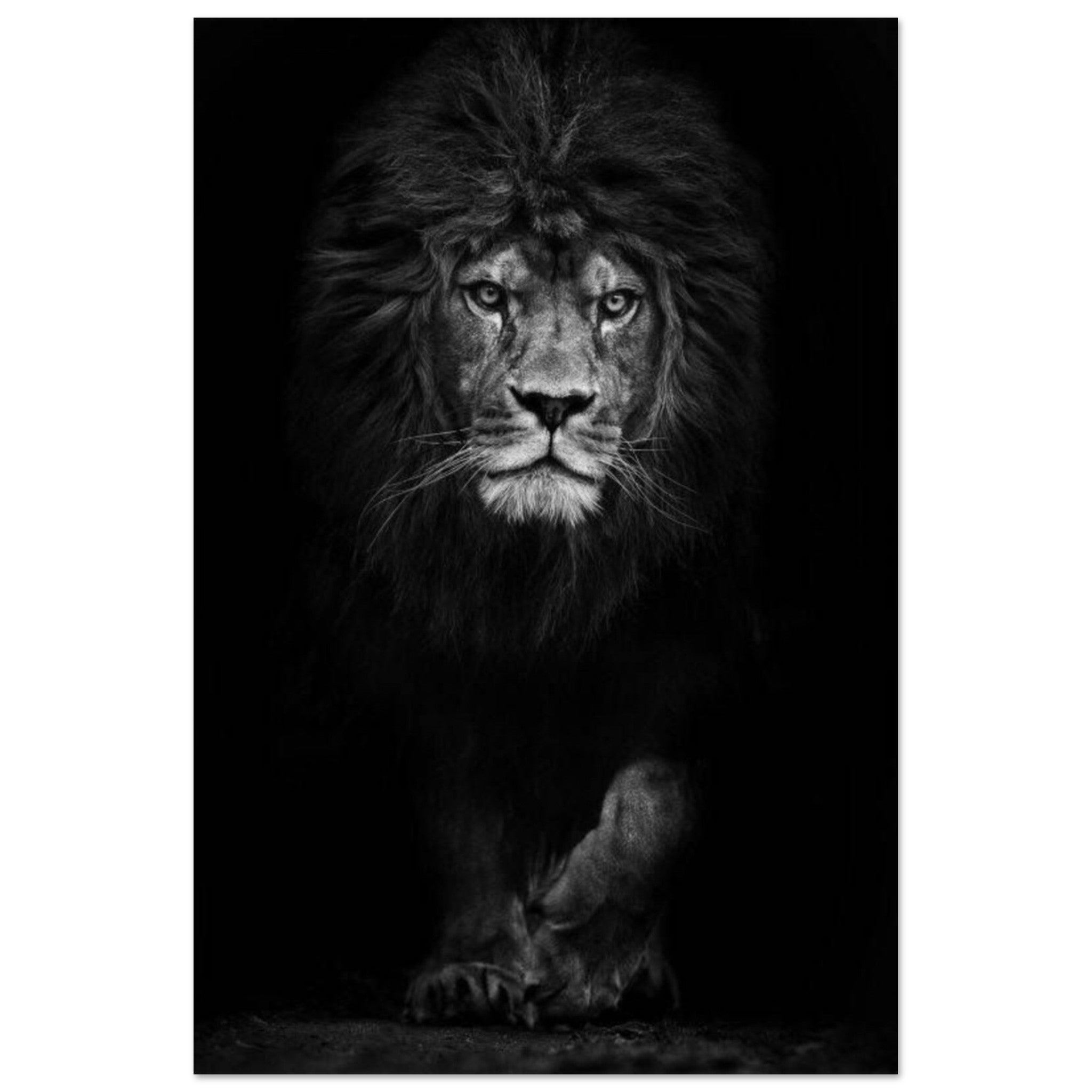 Canvanation Print Material 60x90 cm / 24x36″ Poster Lion Noir Et Blanc