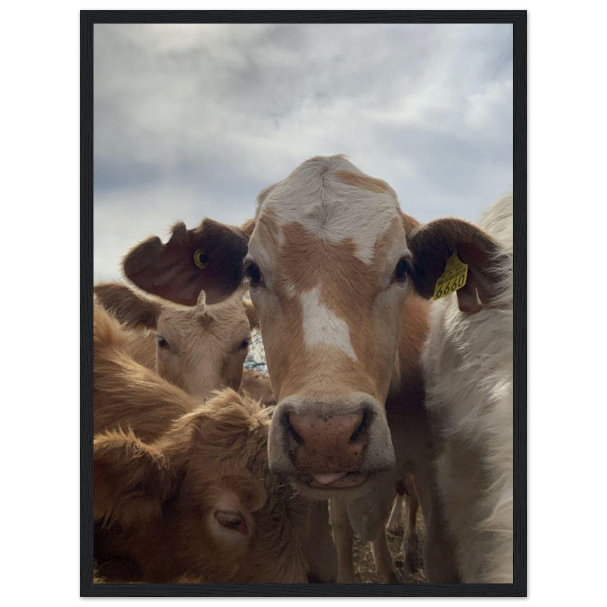 Canvanation Print Material 45x60 cm / 18x24″ Tableau Vache Dans Les Prés