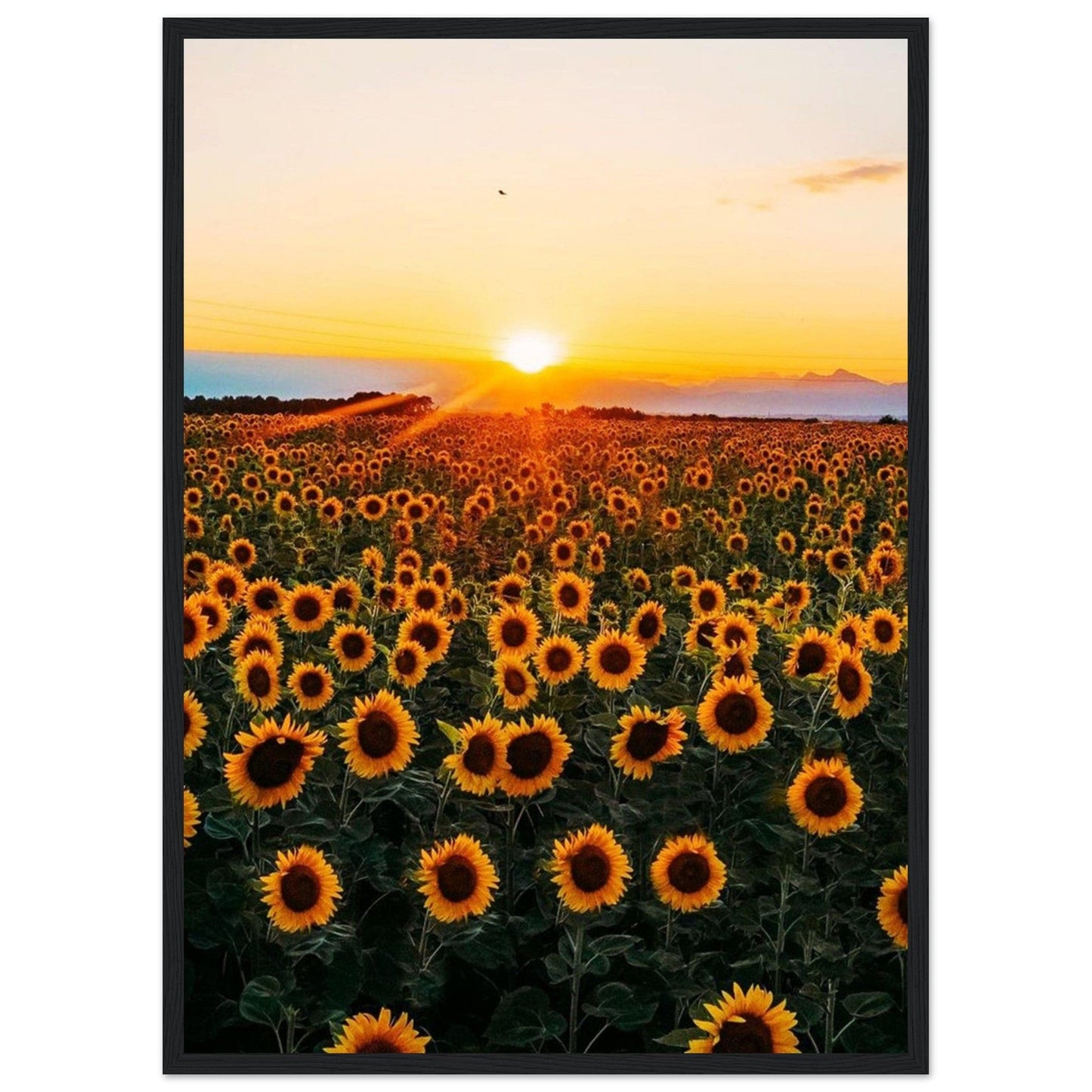 Peinture Tournesol Monet - Canvanation