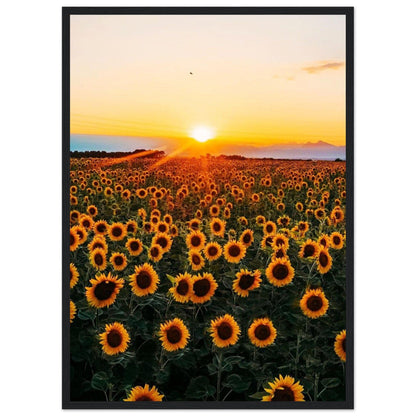 Peinture Tournesol Monet - Canvanation