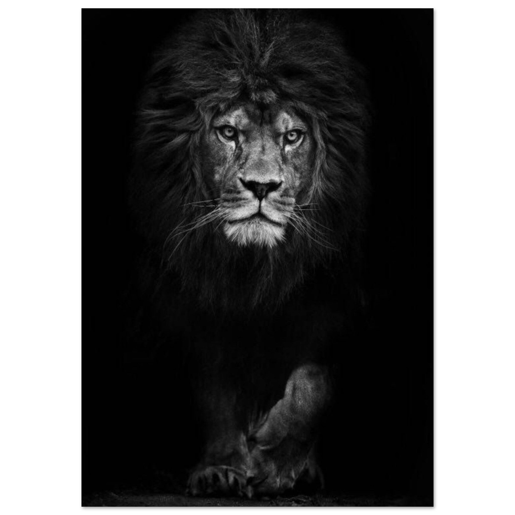 Canvanation Print Material A1 (59.4 x 84.1  cm) Poster Lion Noir Et Blanc