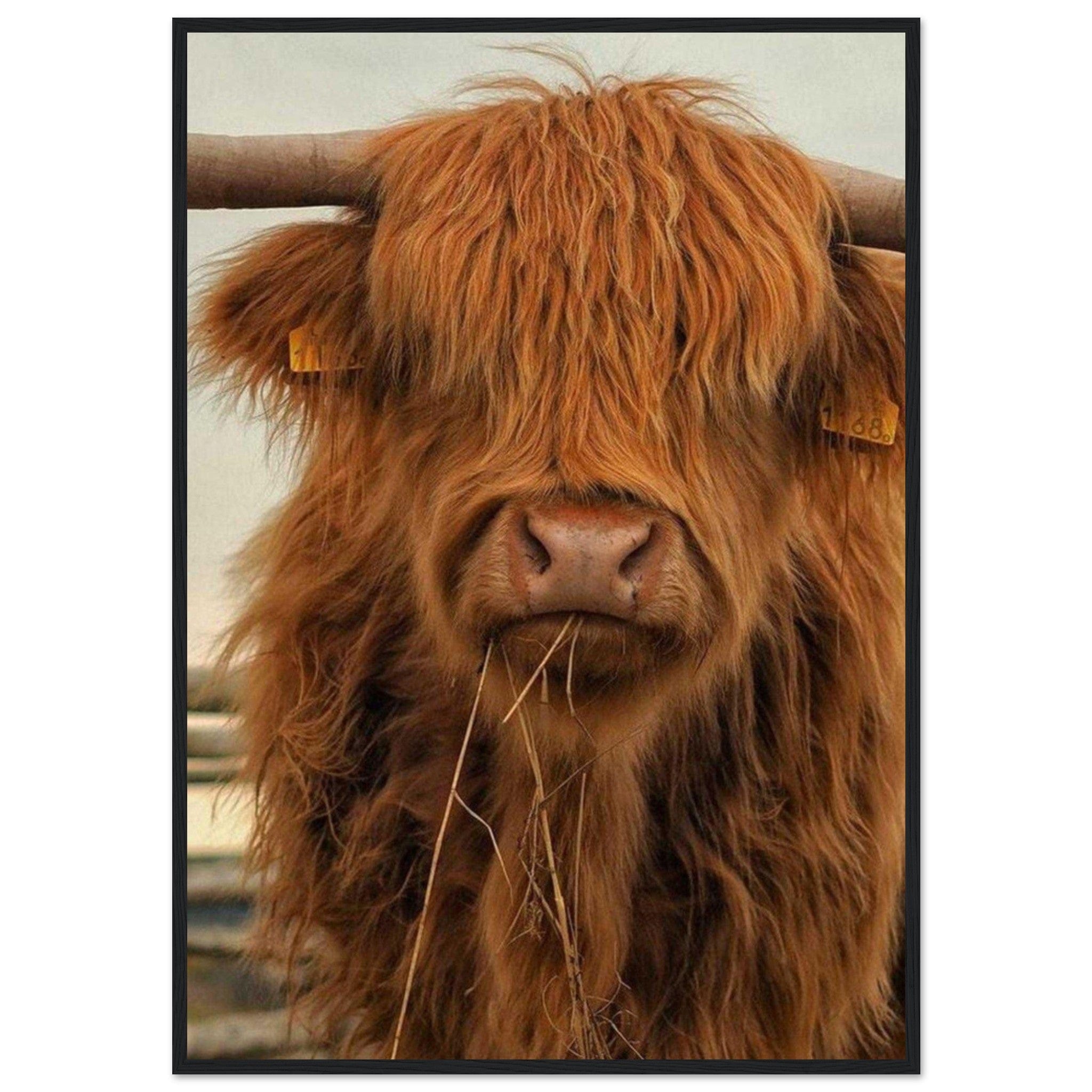 Canvanation Print Material Poster / 45x60 cm / 18x24″ Tableau Vache Highland