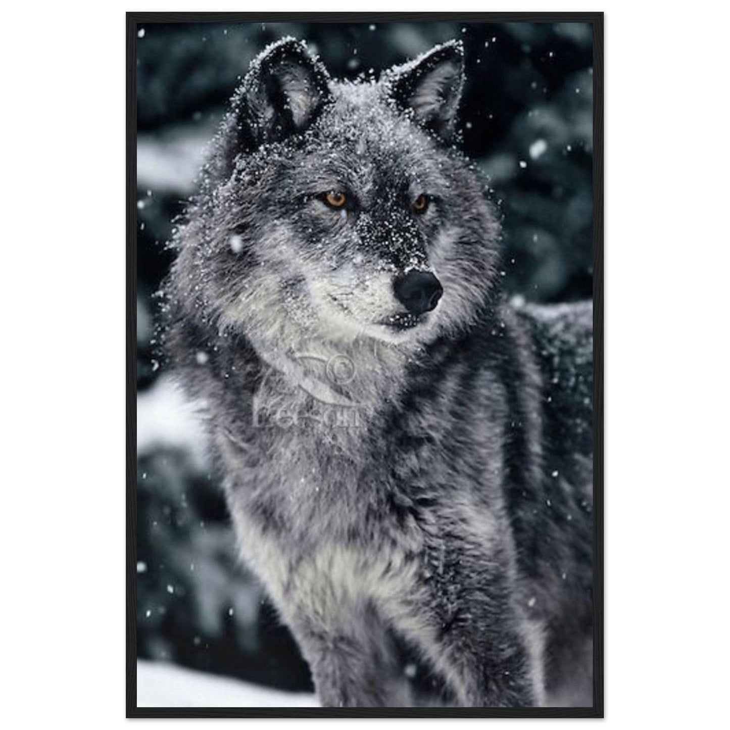 Tableau Loup Neige - Canvanation