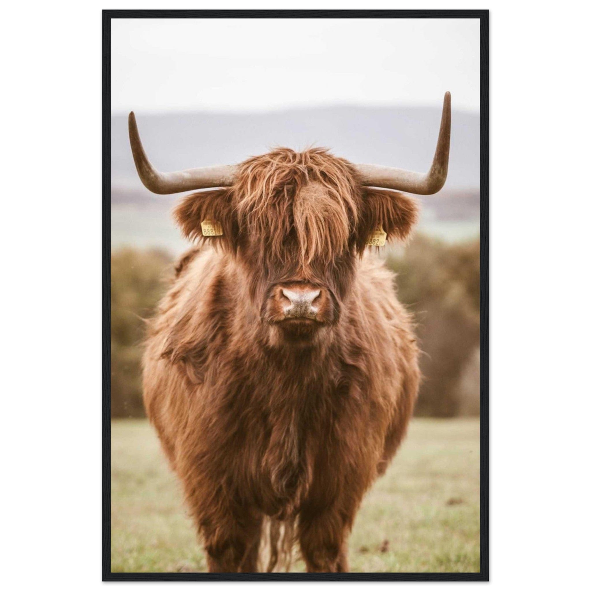 Canvanation Print Material 60x90 cm / 24x36″ Tableau Vache Highland Noir Et Blanc