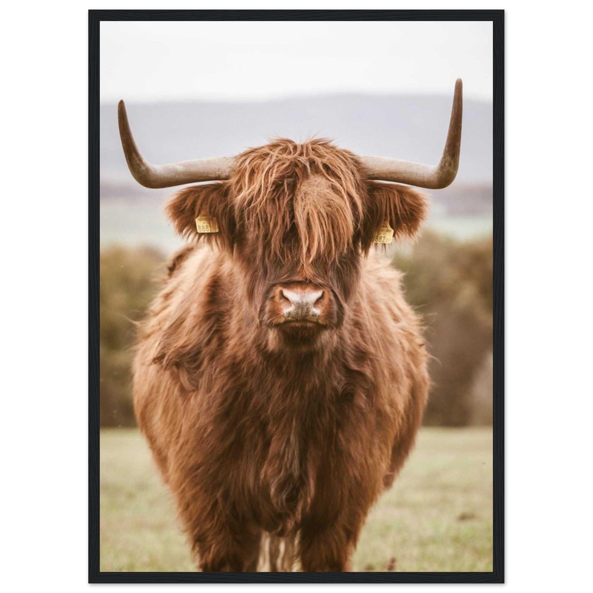 Canvanation Print Material 50x70 cm / 20x28″ Tableau Vache Highland Noir Et Blanc