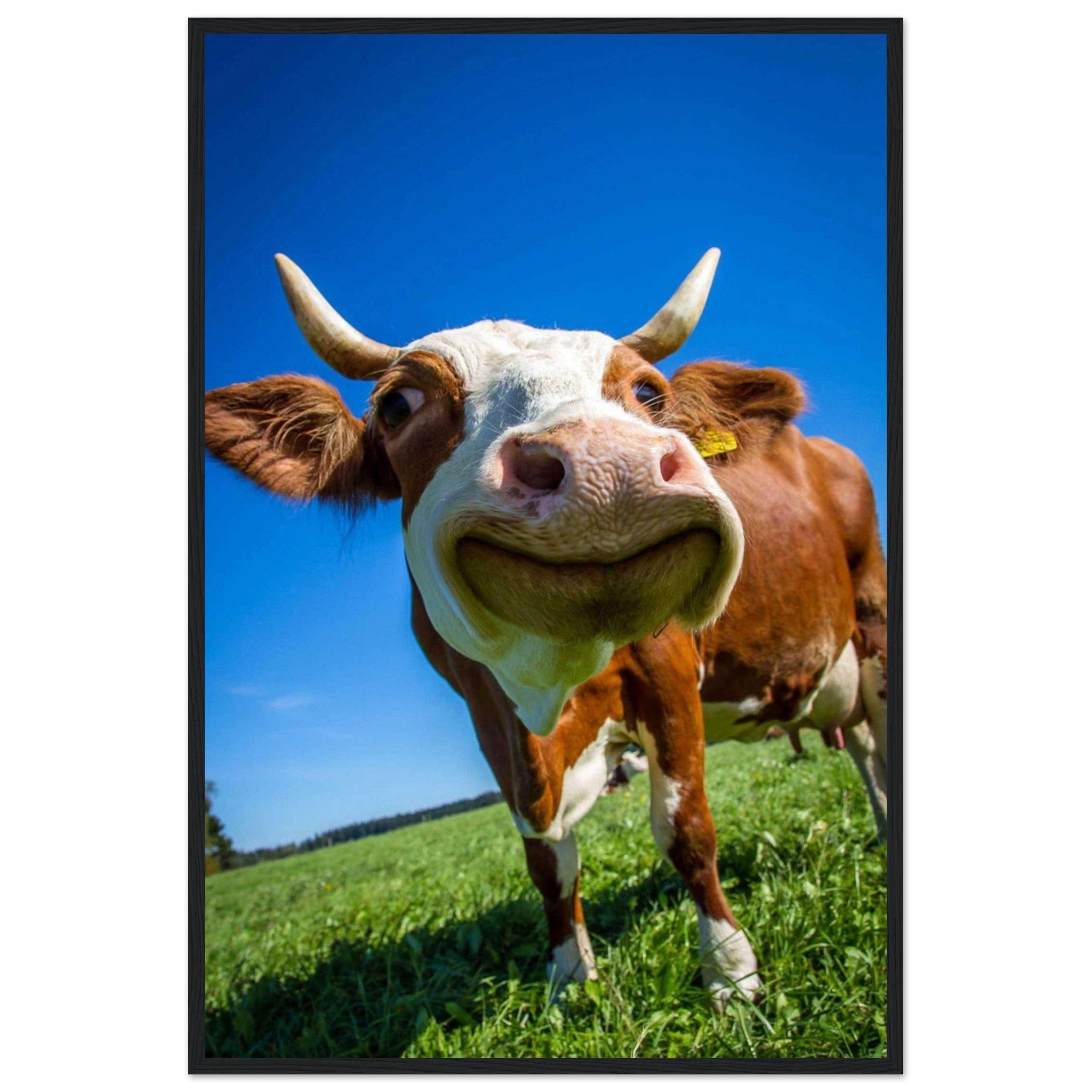 Canvanation Print Material 60x90 cm / 24x36″ Tableau Vache Rigolote