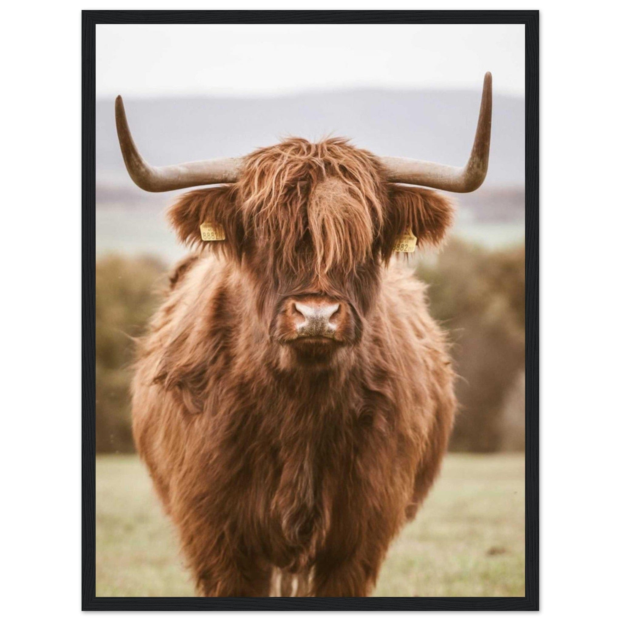 Canvanation Print Material 45x60 cm / 18x24″ Tableau Vache Highland Noir Et Blanc