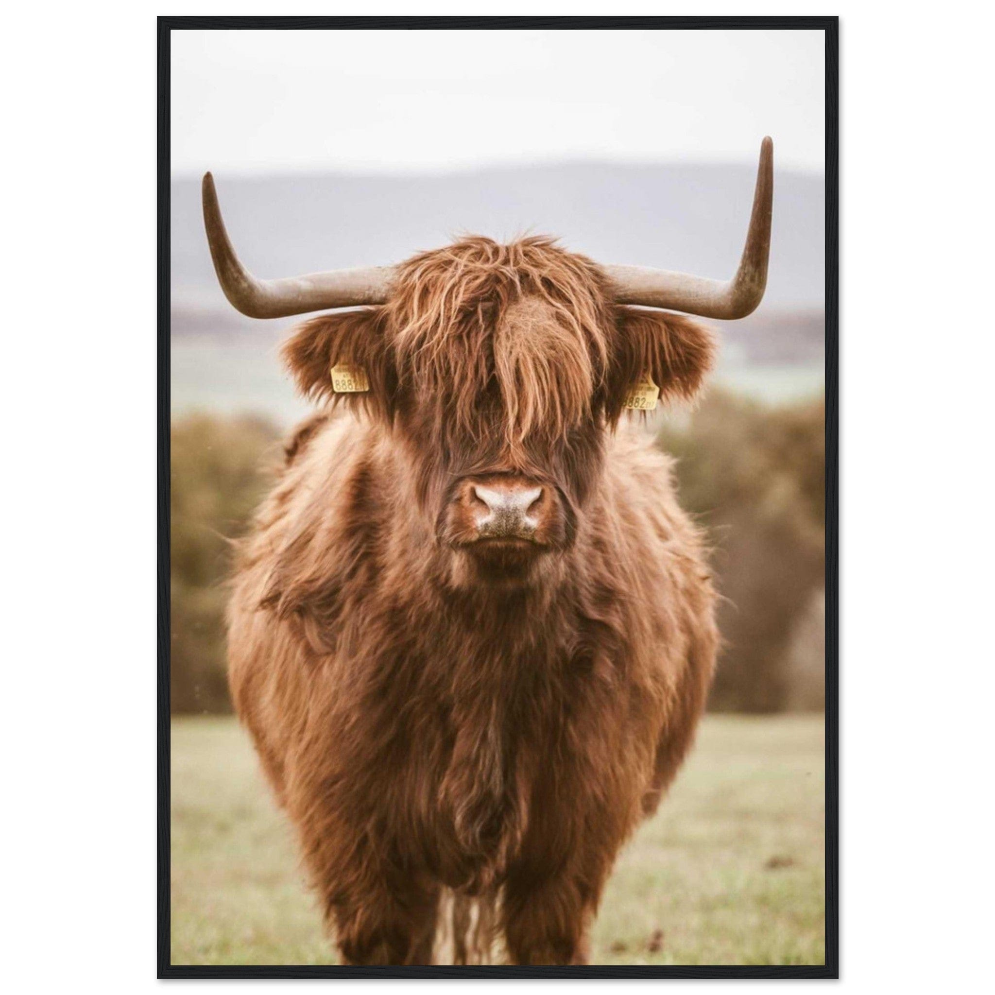 Canvanation Print Material 70x100 cm / 28x40″ Tableau Vache Highland Noir Et Blanc