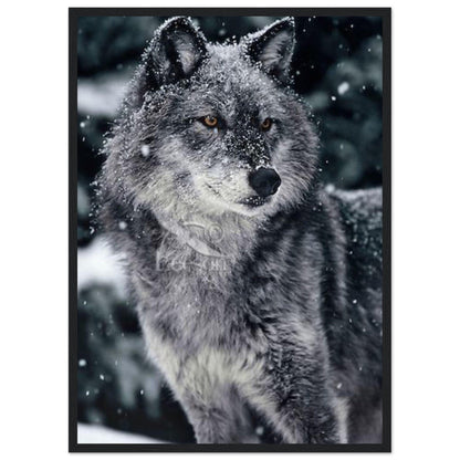 Tableau Loup Neige - Canvanation