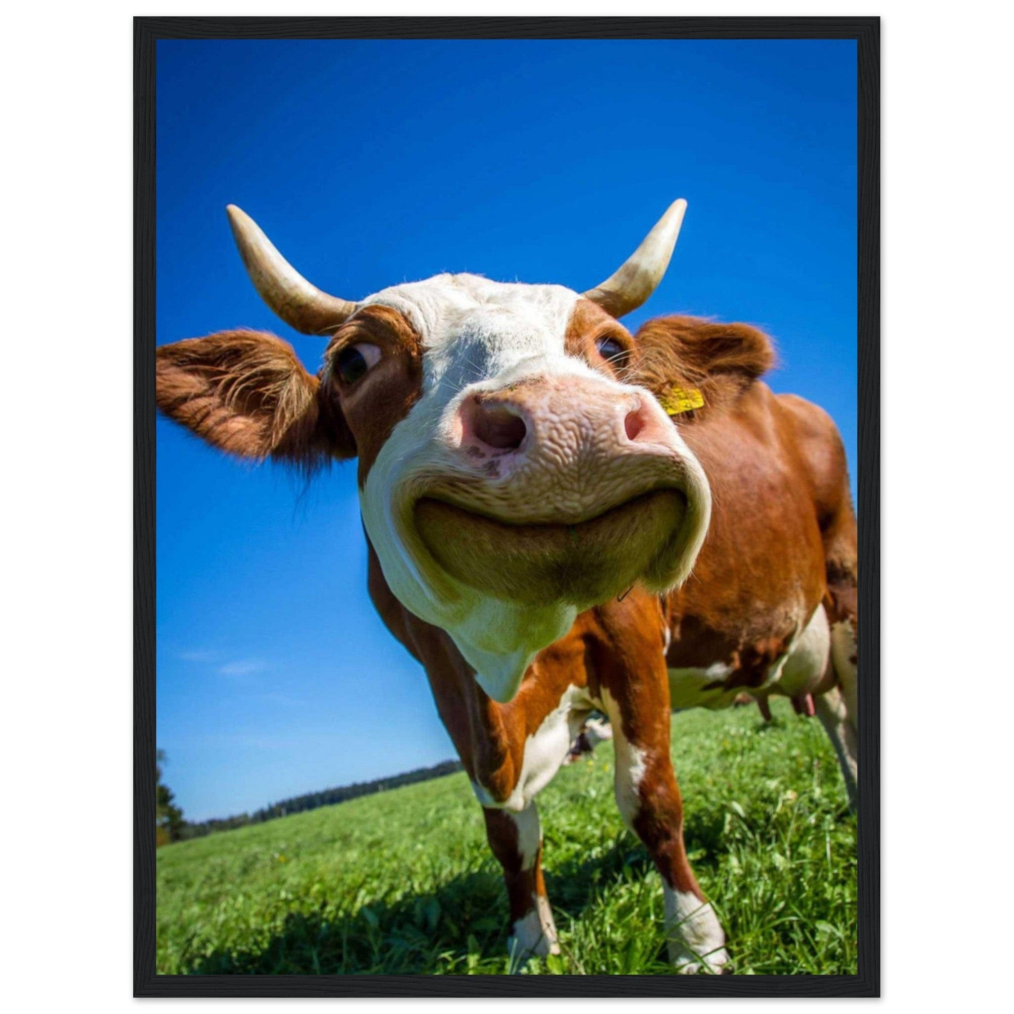 Canvanation Print Material 45x60 cm / 18x24″ Tableau Vache Rigolote