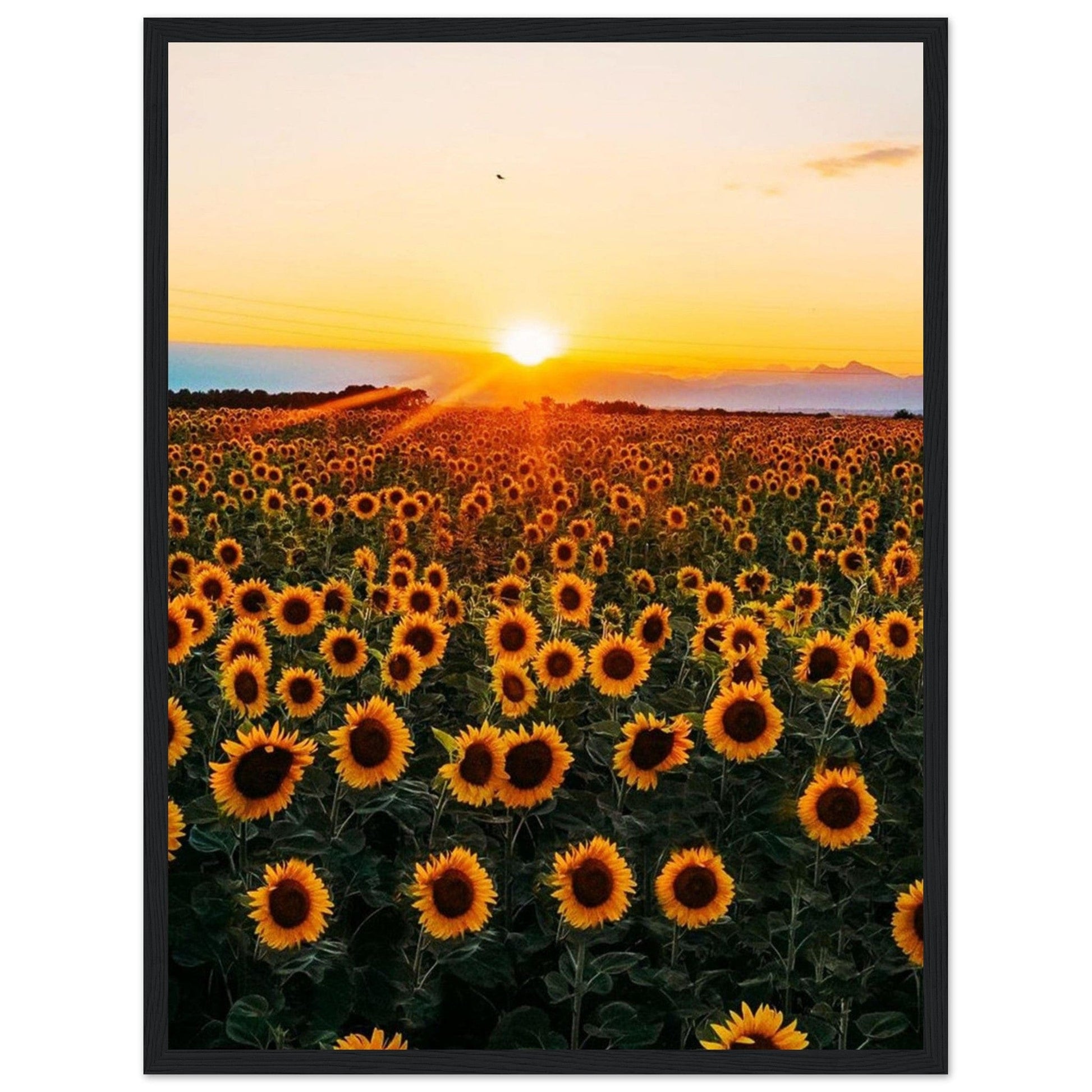 Peinture Tournesol Monet - Canvanation