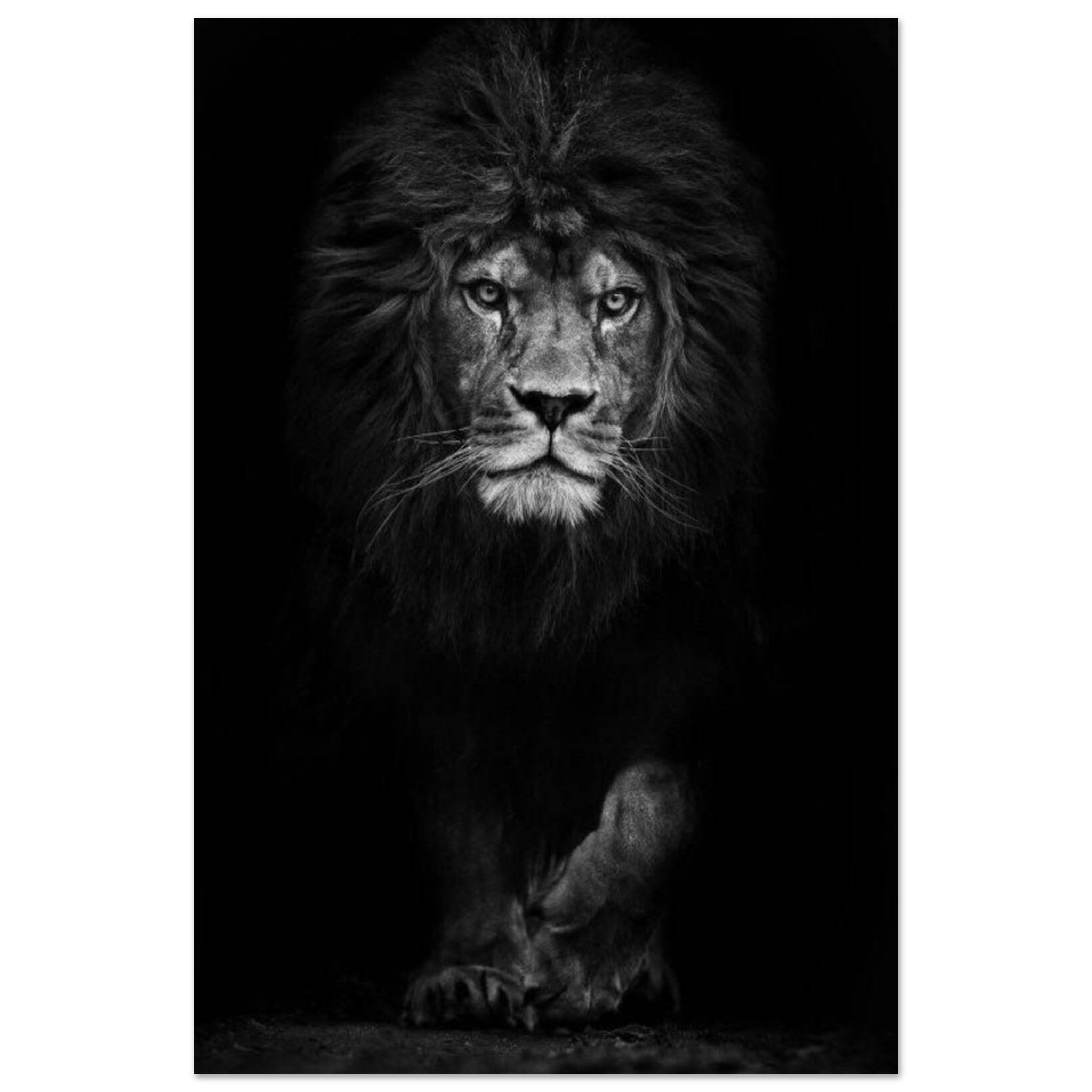 Canvanation Print Material 40x60 cm / 16x24″ Poster Lion Noir Et Blanc