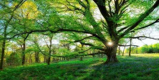 Canvanation 70x14cm / 1 Affiche Arbre Coloré