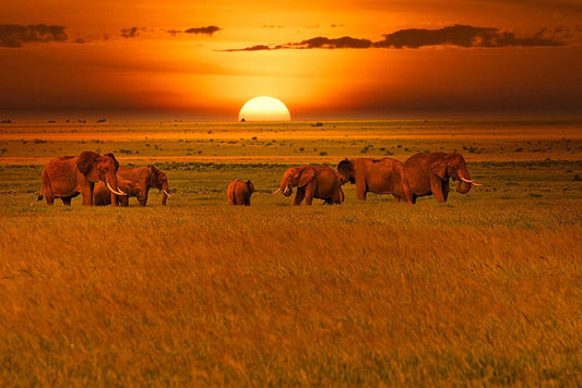 Canvanation 50x70CM Affiche Elephant