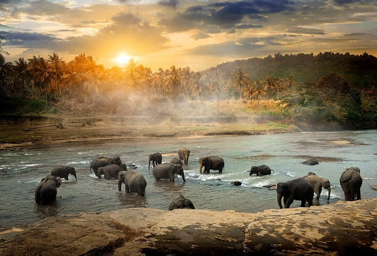 Canvanation 50x70CM Poster Eléphant Coloré