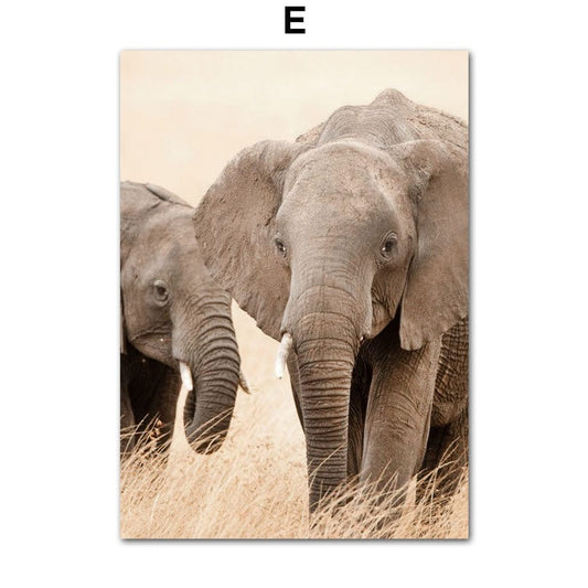 Canvanation 50X70 cm Affiche Elephant Couleur