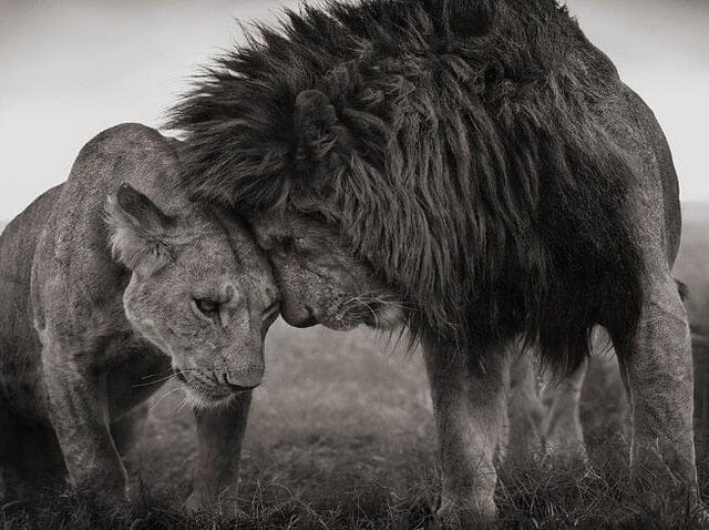 Tableau Lion Noir Et Blanc Canvanation