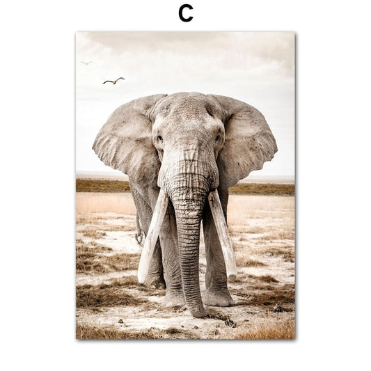 Canvanation 50X70 cm Toile Elephant